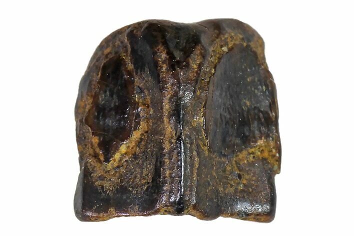 Fossil Hadrosaur (Edmontosaurus) Shed Tooth- Montana #110949